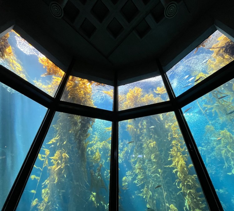 monterey-bay-aquarium-photo